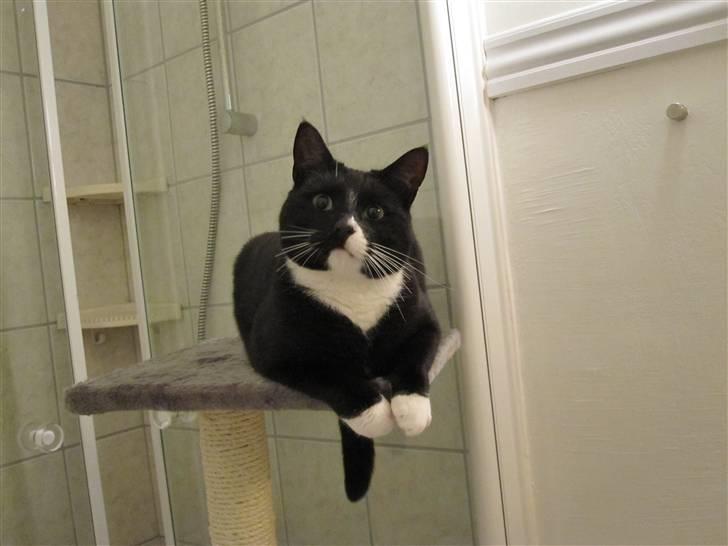 Huskat Middi R.I.P 3. juni 2017 - Middi på sit nye klatretræ billede 10