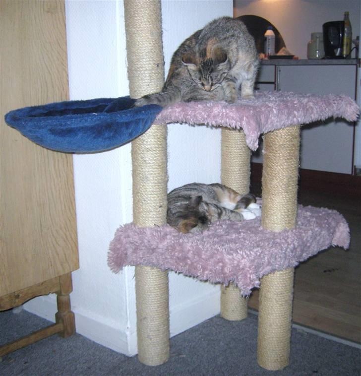 Blanding af racer Piv (bortgivet) billede 8