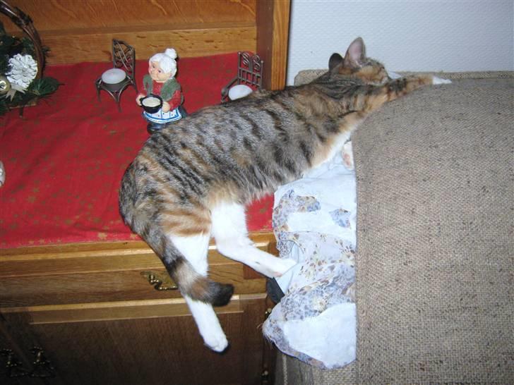 Blanding af racer Piv (bortgivet) billede 9