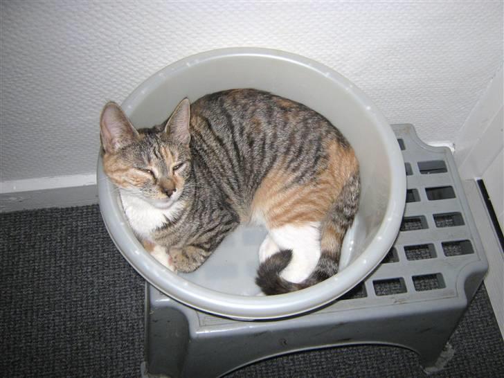 Blanding af racer Piv (bortgivet) billede 10