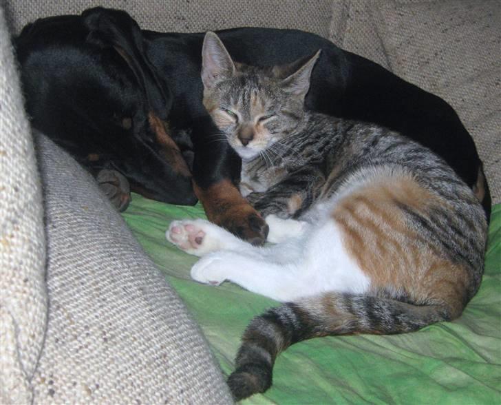 Blanding af racer Piv (bortgivet) billede 11