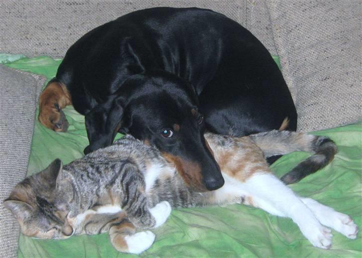 Blanding af racer Piv (bortgivet) billede 12