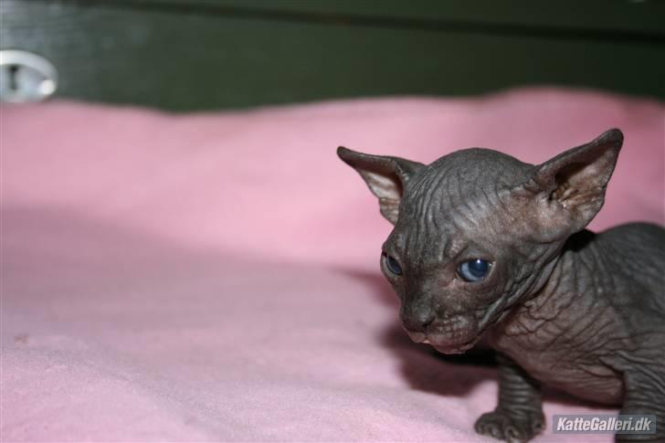 Sphynx Maggie billede 11