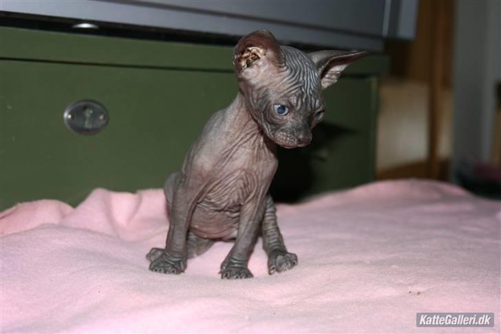 Sphynx Maggie billede 12