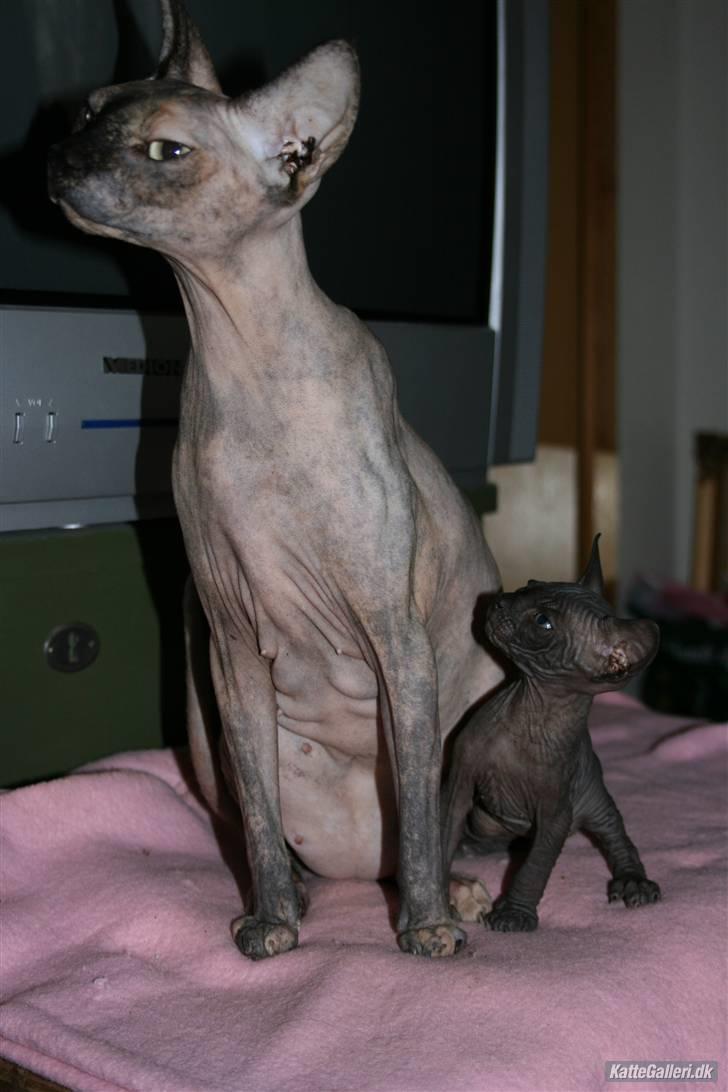 Sphynx Maggie billede 13