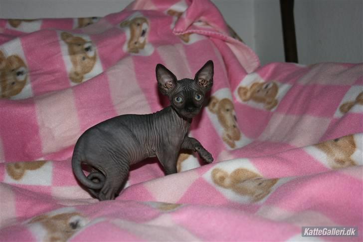 Sphynx Maggie billede 14