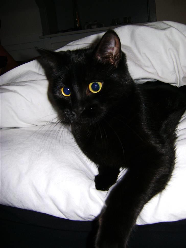 Blanding af racer Molly billede 11