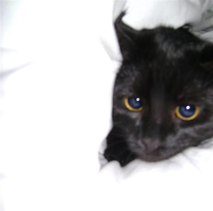 Blanding af racer Molly billede 12