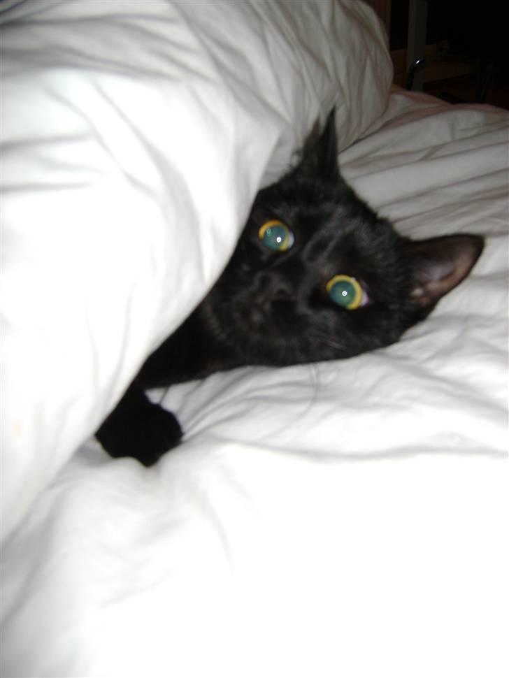 Blanding af racer Molly billede 13