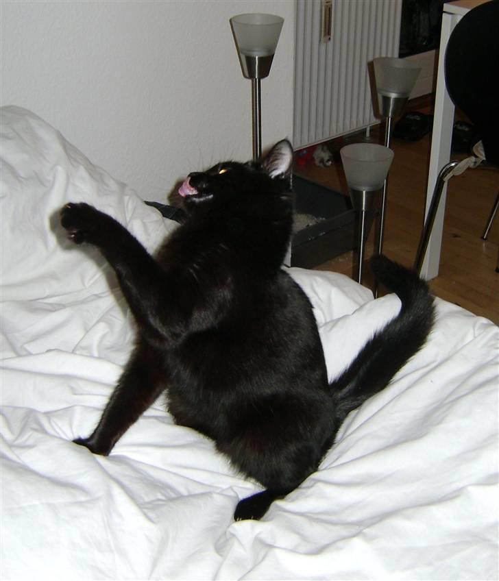 Blanding af racer Molly billede 14