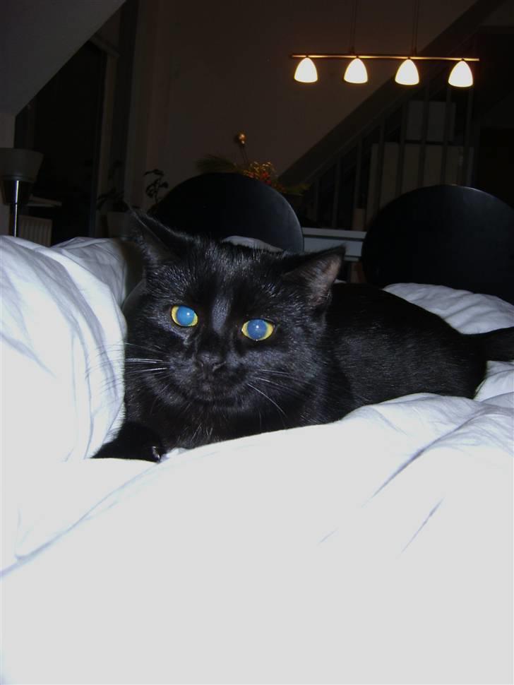 Blanding af racer Molly billede 15