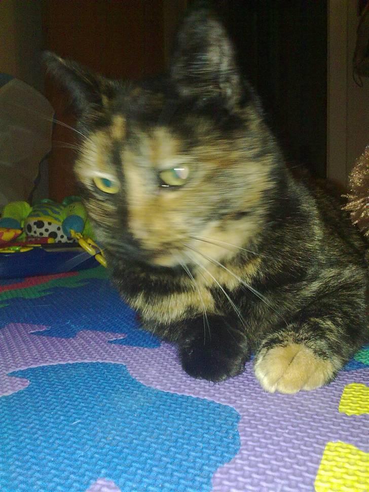 Huskat Biscuit R.I.P - Til en foradring, vågen! billede 9