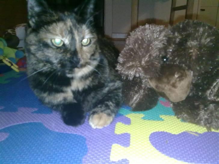 Huskat Biscuit R.I.P - Biscuit og Elgo.. billede 10