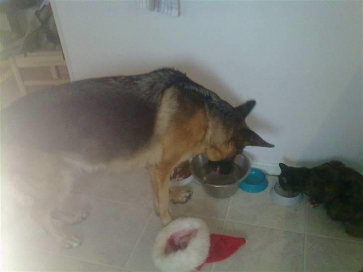 Huskat Biscuit R.I.P - Biscuit og hendes bedste ven... billede 11