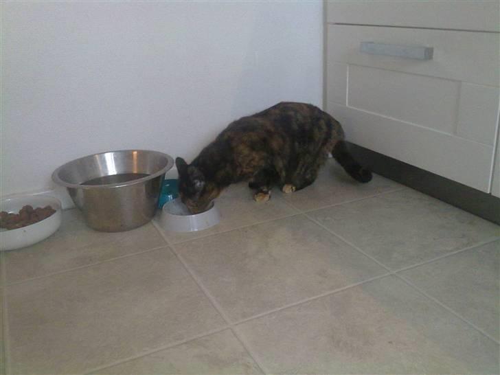 Huskat Biscuit R.I.P - Uhm.. billede 13