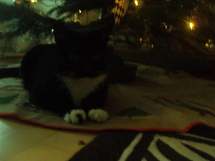 Blanding af racer magrus | 3-12-09 aflivet. billede 13