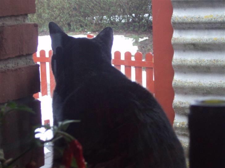 Blanding af racer magrus | 3-12-09 aflivet. billede 14