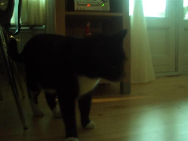 Blanding af racer magrus | 3-12-09 aflivet. billede 15