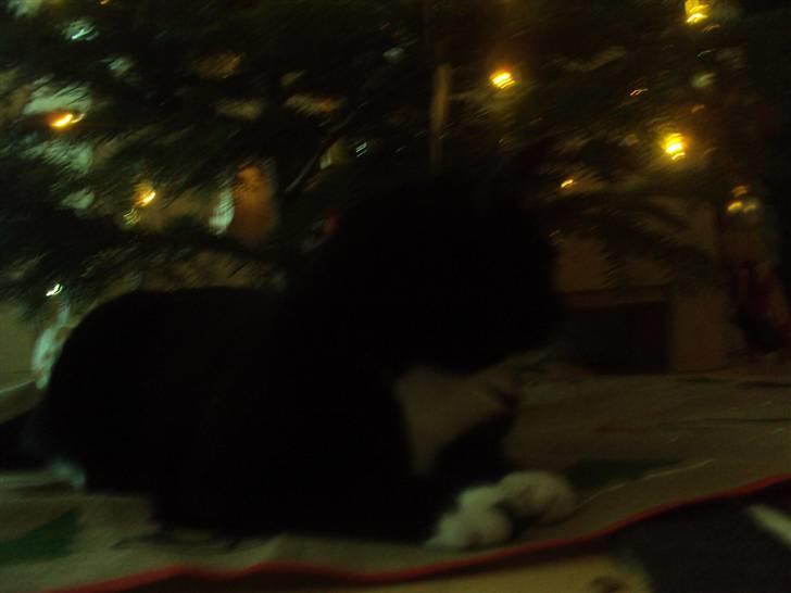 Blanding af racer magrus | 3-12-09 aflivet. billede 16