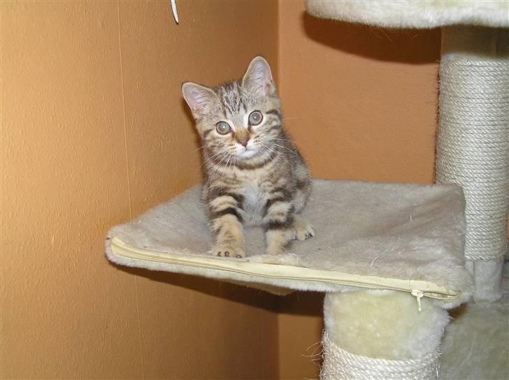 British Shorthair Sölvi billede 1