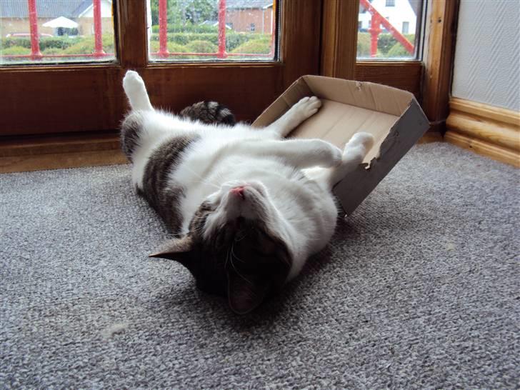 Huskat Speedy - Velkommen til Speedys profil :) billede 1