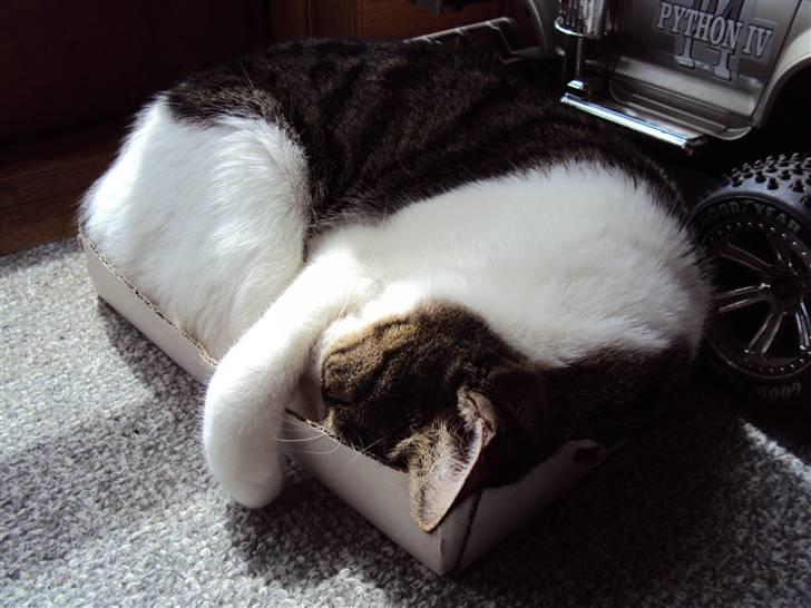 Huskat Speedy - Speedy ligger i en lidt for lille papkasse. Foto: Karina billede 2