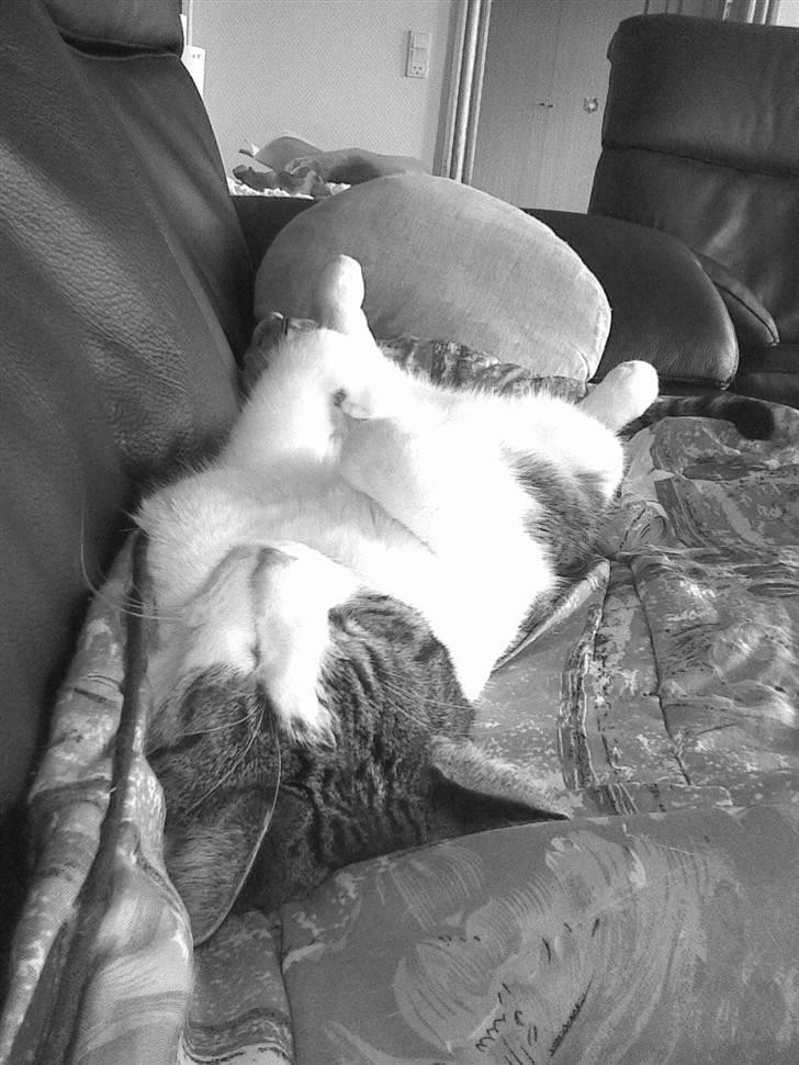 Huskat Speedy - Speedy slapper af. Foto: Karina billede 3