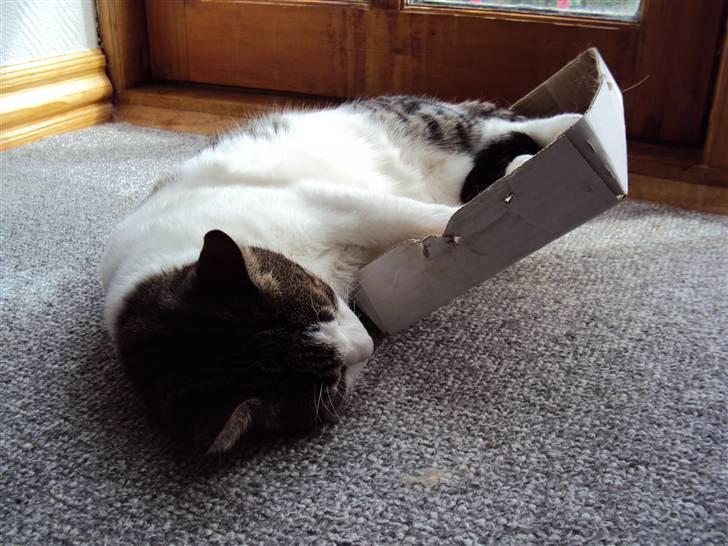 Huskat Speedy - Speedy er faldet ud af den lille kasse. Foto: Karina billede 4