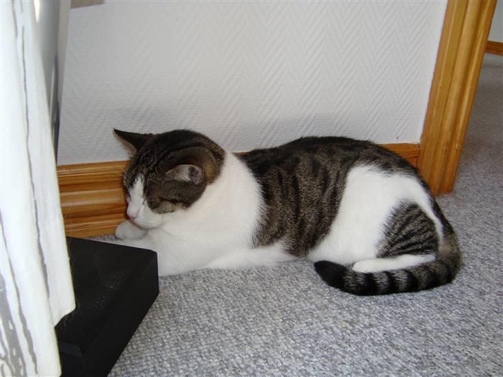 Huskat Speedy - Speedy sover. Foto: Karina billede 5