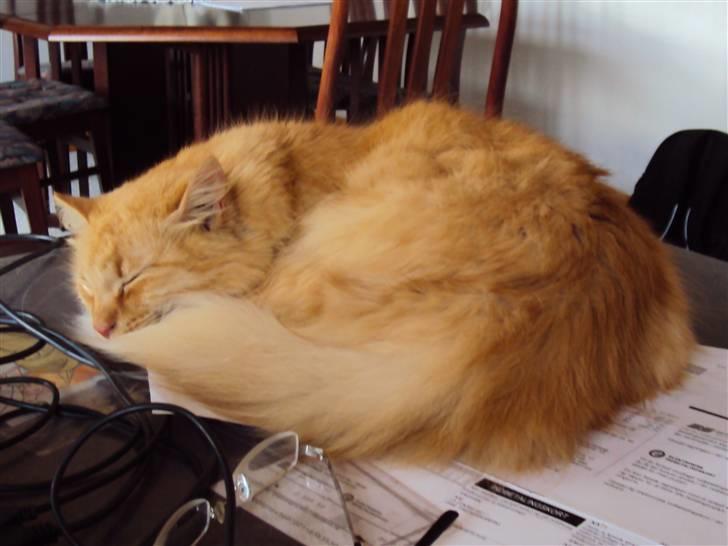 Blanding af racer † Lille Fix † - Velkommen til Lille Fix´s profil :) billede 1