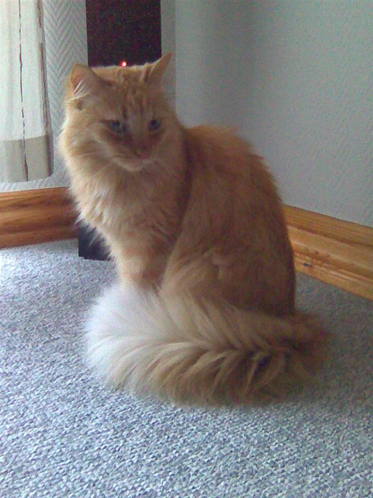 Blanding af racer † Lille Fix † - Lille Fix kigger. Foto: Karina k. Madsen billede 2