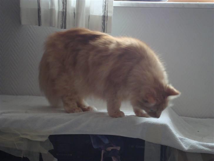 Blanding af racer † Lille Fix † - Lille Fix har fået øje på Speedy. Foto: Kasper k. Madsen billede 3