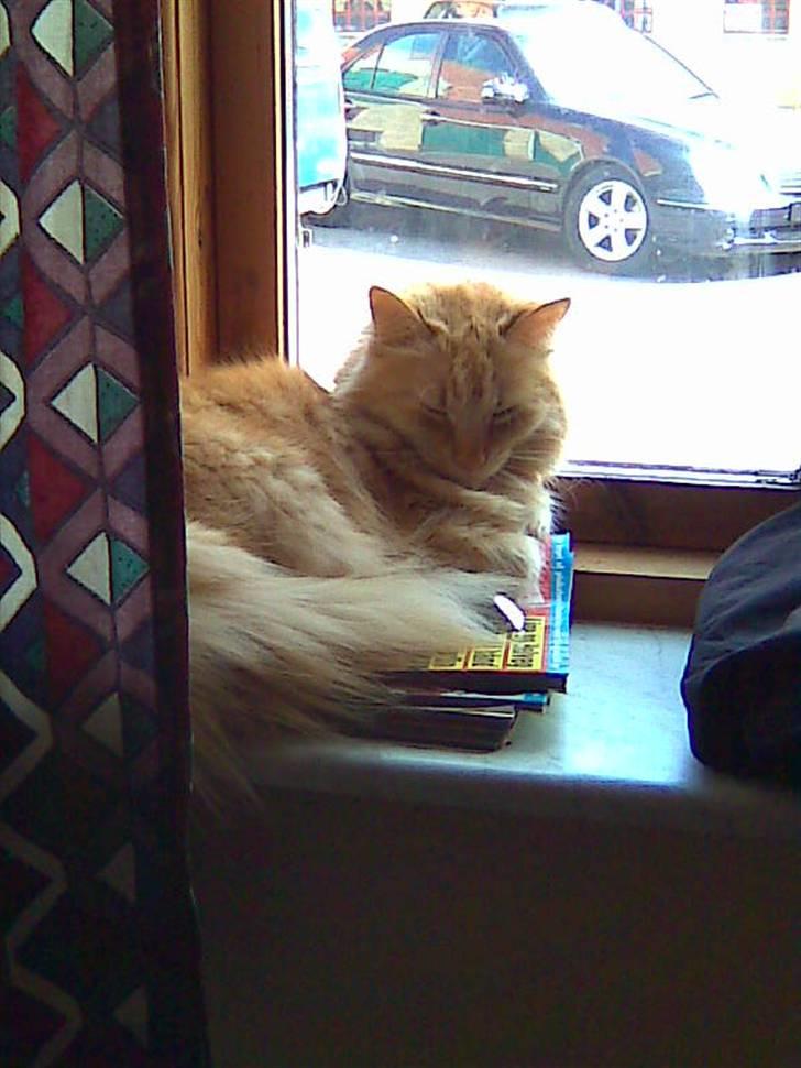 Blanding af racer † Lille Fix † - Lille Fix ligger i vinduskarmen. Foto: Karina k. Madsen billede 4