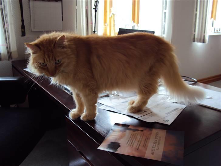 Blanding af racer † Lille Fix † - Lille Fix på skrivebordet. Foto: Kasper k. Madsen billede 5