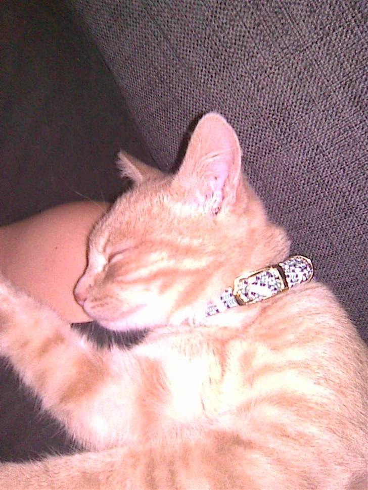 Blanding af racer Garfieldt den. 2. billede 19