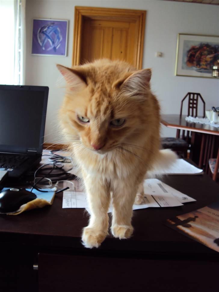 Blanding af racer † Lille Fix † - Lille Fix på skrivebordet. Foto: Kasper k. Madsen billede 6