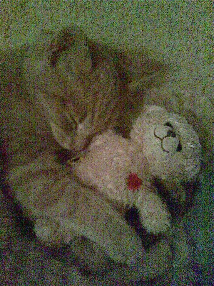 Blanding af racer Garfieldt den. 2. billede 20