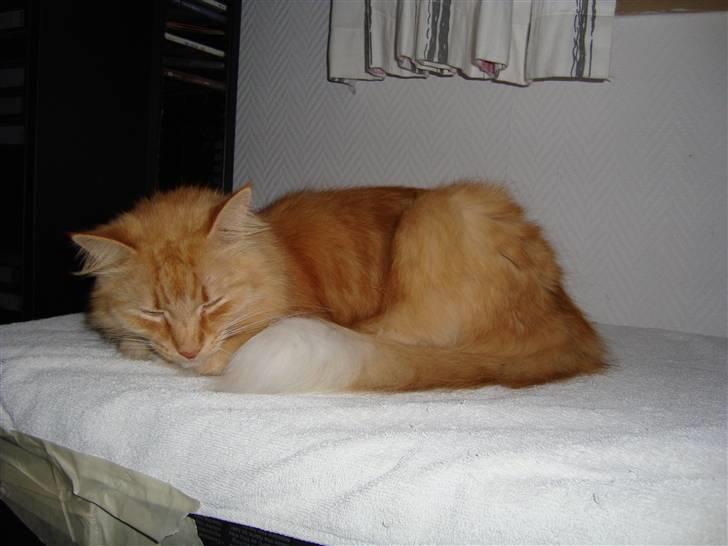 Blanding af racer † Lille Fix † - Igen oven på kassen. Foto: Kasper k. Madsen billede 7