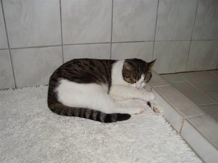 Huskat Speedy - Speedy sover på bademåtten. Foto: Kasper billede 6