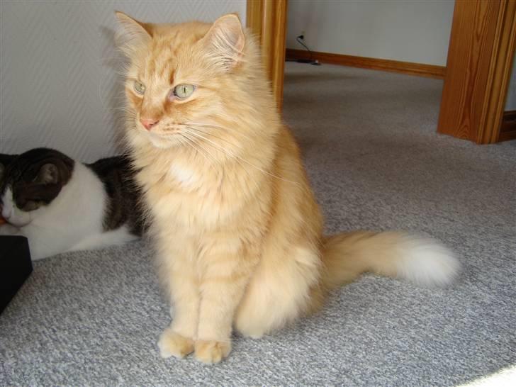 Blanding af racer † Lille Fix † - Lille Fix kigger ud af vinduet. Foto: Karina k. Madsen billede 8