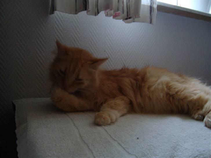 Blanding af racer † Lille Fix † - Lille Fix vasker sig oven på kassen. Foto: Kasper billede 9