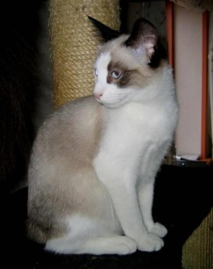 Snowshoe Arctic Princess (Sophie) - Lille-Fie er nu 6 mdr billede 9
