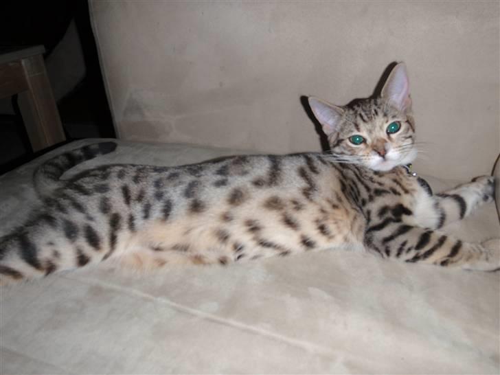 Blanding af racer Isis billede 4