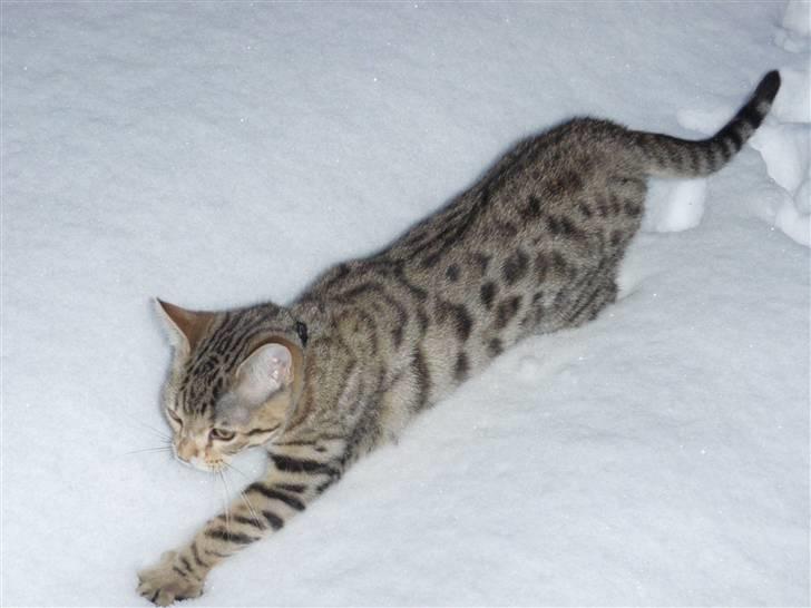 Blanding af racer Isis billede 5