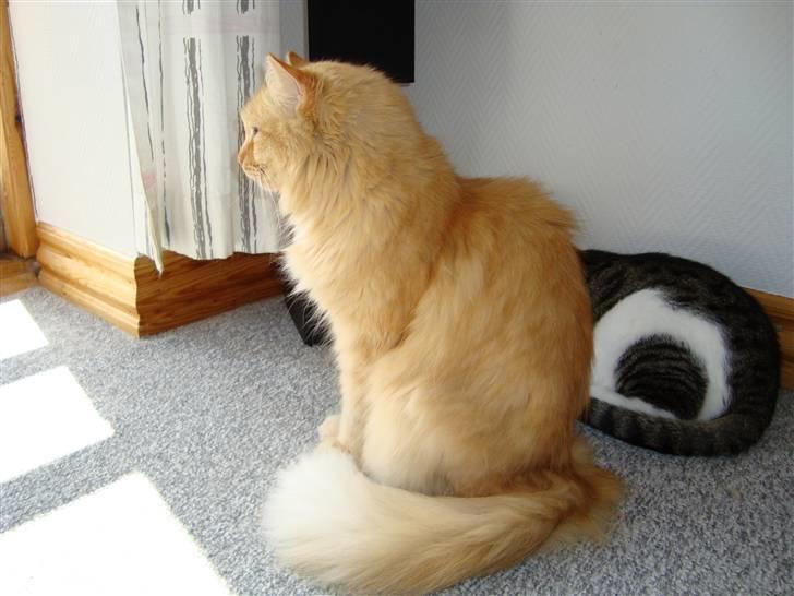 Blanding af racer † Lille Fix † - Lille Fix kigger igen ud af vindet. Foto: Karina billede 10