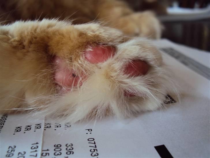 Blanding af racer † Lille Fix † - Lille Fix´s pote. Foto: Kasper billede 11