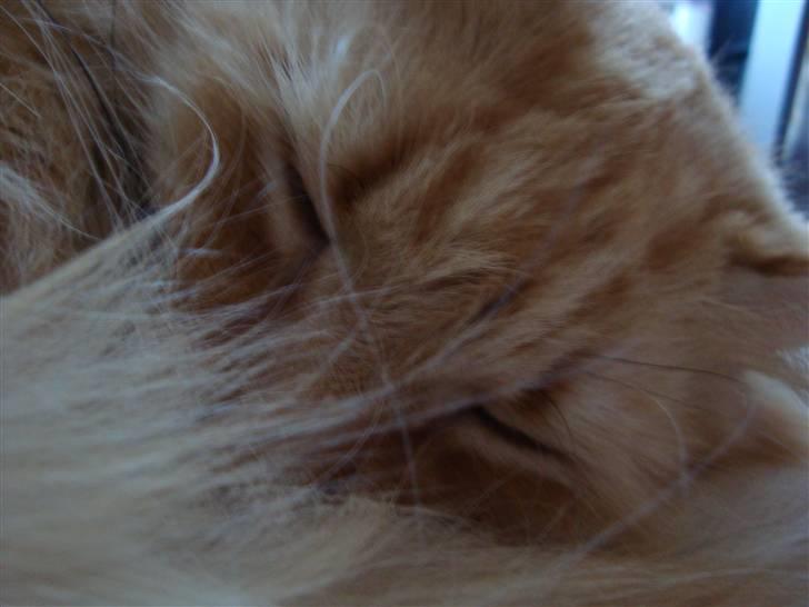 Blanding af racer † Lille Fix † - Igen nærbillede. Foto: Kasper billede 12