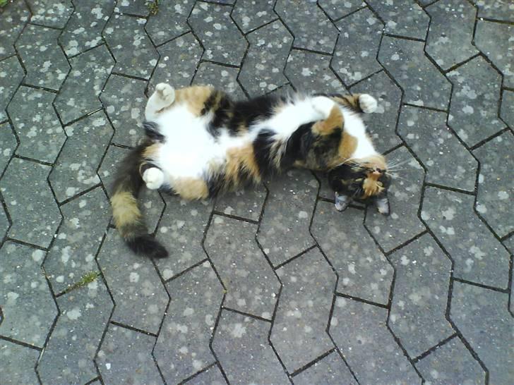 Blanding af racer Sigge - Velkommen til Sigge´s profil, lig gerne en kommentar+bedømelse inden i går.. :D billede 1