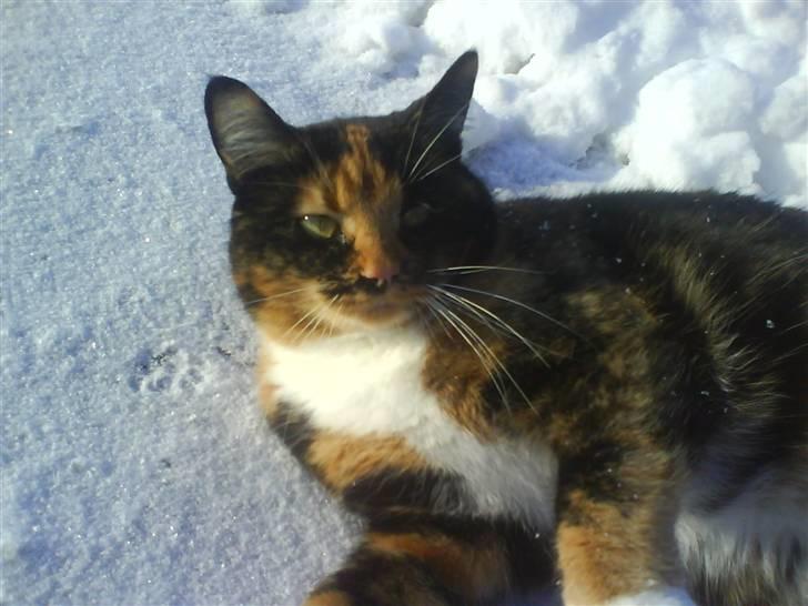 Blanding af racer Sigge - Sigge der strækker sig.. billede 2