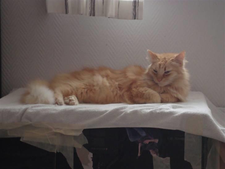 Blanding af racer † Lille Fix † - Lille Fix flader ud på kassen. Foto: Kasper billede 13